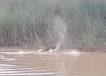 Crocodile Attack a Woman in India – Crocodile Attack India video