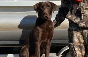 Cole Prevost Dog Video Footage Viral On Twitter Explained