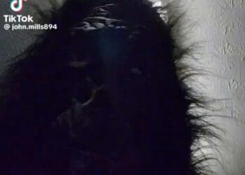 Gorilla Mask Video Explained